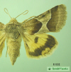 11132 moth image