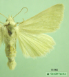 11162 moth image