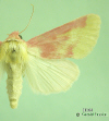 11164 moth image