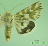11175 moth image