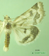 11190 moth image