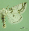 11192 moth image