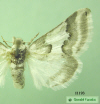 11193 moth image