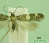 1134 moth image