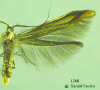 1388 moth image