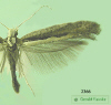 2366 moth image