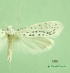 2420 moth image