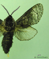 2675 moth image