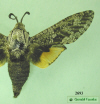 2693 moth image