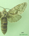 2693a moth image