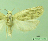 2998 moth image
