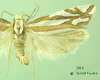 3014 moth image