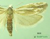 3035 moth image