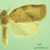 3635 moth image