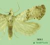 3830.1 moth image