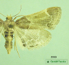 5510 moth image
