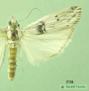 5758 moth image