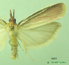 6053 moth image