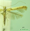 615 moth image