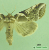 6235 moth image