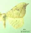 6251 moth image