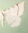 6273 moth image