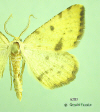 6283 moth image