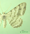 6373  moth image