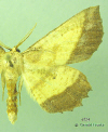 6724 moth image