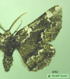 6763 moth image