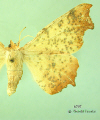 6797 moth image