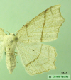 6885 moth image