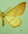 7146 moth image