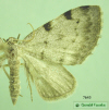 7645 moth image
