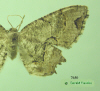 7650 moth image