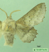 7687 moth image