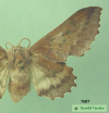 7687a moth image