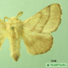 7698 moth image