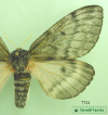 7724 moth image
