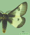 7731 moth image