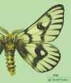 7741 moth image