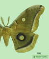 7757 moth image