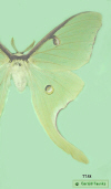 7758 moth image