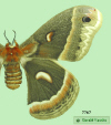 7767 moth image