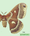 7769 moth image