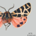 Grammia nevadensis-- not known from ND.