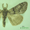 8306 moth image