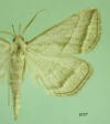 8357 moth image