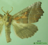 8555 moth image