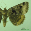 8731 moth image